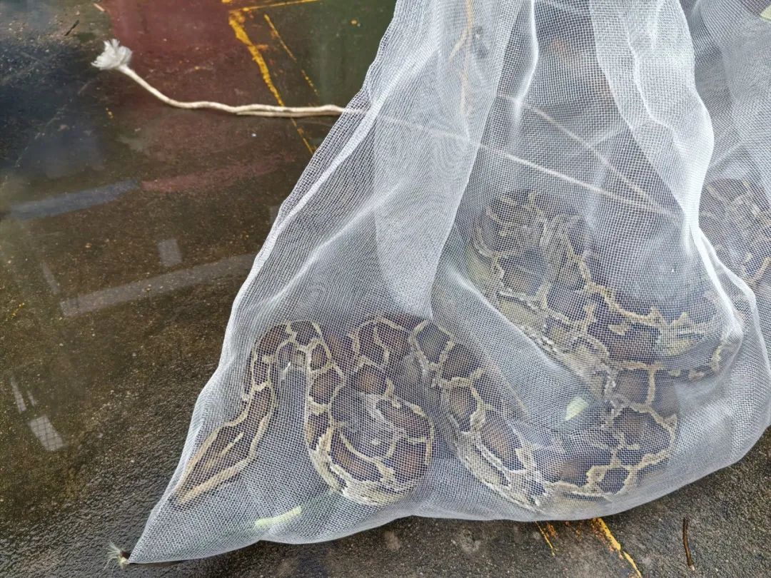 女子网购黑蛇,拆快递后瞬间崩溃拨打119…… 女子网购黑蛇,拆快递后瞬间崩溃拨打119……