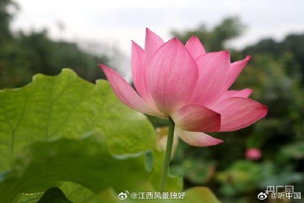 江西11万亩莲花竞相绽放