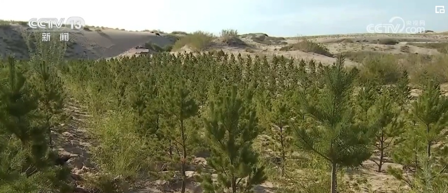 “靶向发力”精准“把脉”荒漠化治理 让“绿意”永久长存 “靶向发力”精准“把脉”荒漠化治理 让“绿意”永久长存