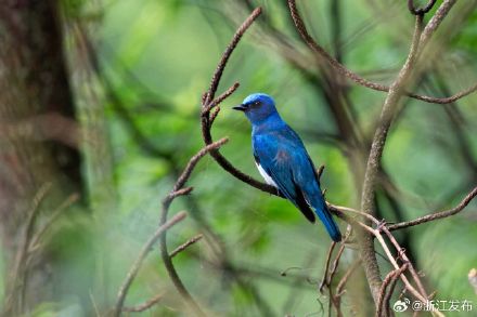 白腹暗蓝鹟！丽水发现浙江鸟类新记录