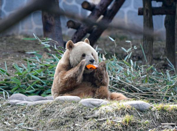 秦岭大熊猫研究中心:“陕西人民阻止‘七仔’出国”传闻不实 秦岭大熊猫研究中心:“陕西人民阻止‘七仔’出国”传闻不实