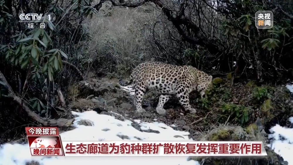 前方豹出没  近距离看华北地区最新豹种分布版图