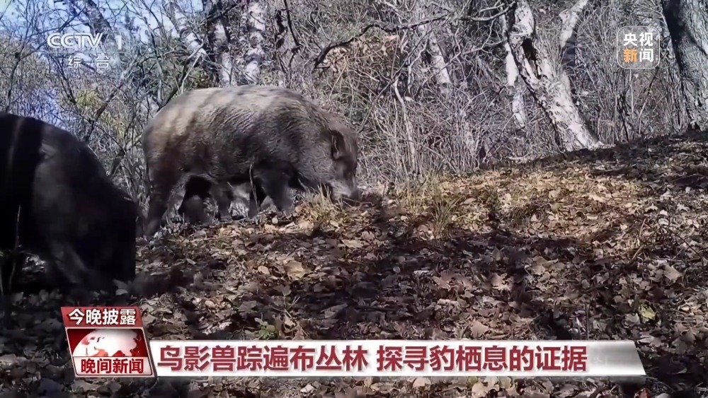 前方豹出没  近距离看华北地区最新豹种分布版图