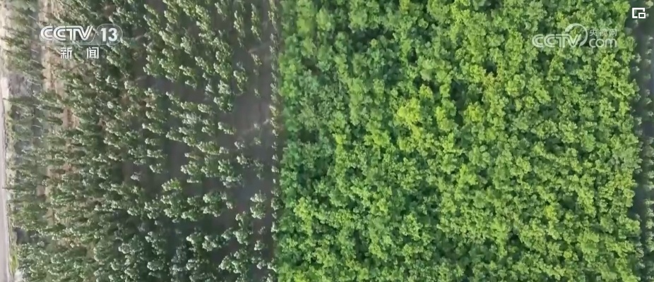 “靶向发力”精准“把脉”荒漠化治理 让“绿意”永久长存 “靶向发力”精准“把脉”荒漠化治理 让“绿意”永久长存