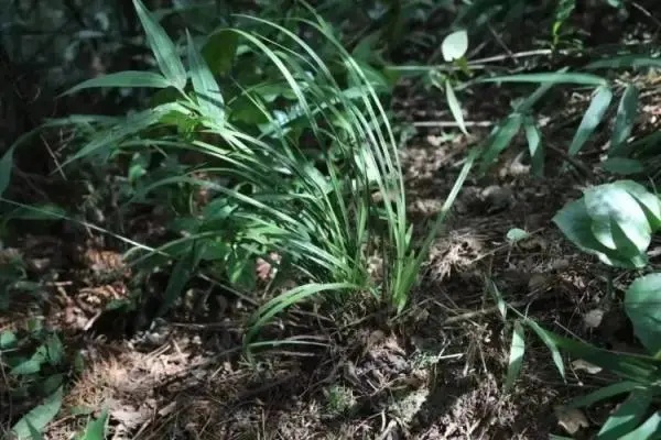 提醒!已有人被抓,这种花看着不起眼,可千万不能采挖、购买 提醒!已有人被抓,这种花看着不起眼,可千万不能采挖、购买