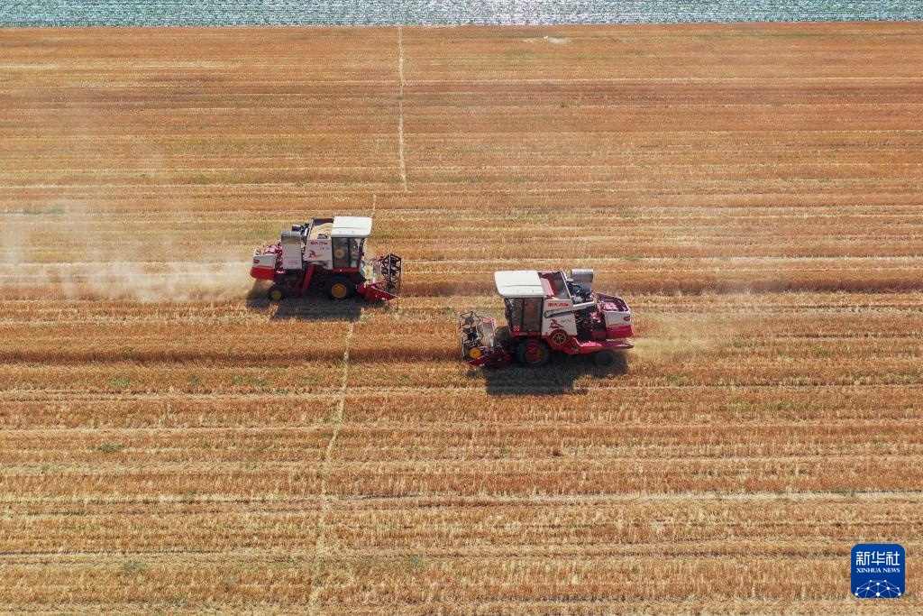 收获在夏季的田野 收获在夏季的田野
