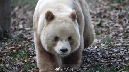 官方辟谣陕西人阻止七仔出国 官方辟谣陕西人阻止七仔出国