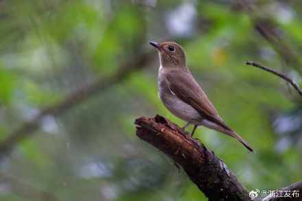 白腹暗蓝鹟！丽水发现浙江鸟类新记录