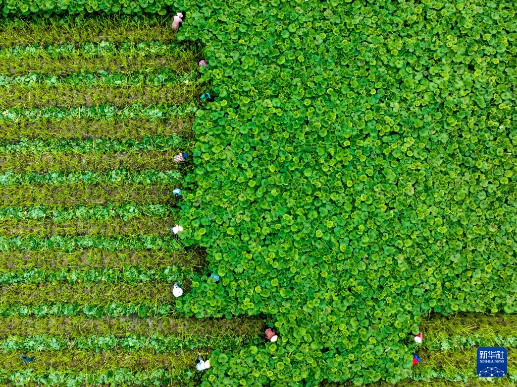 收获在夏季的田野 收获在夏季的田野