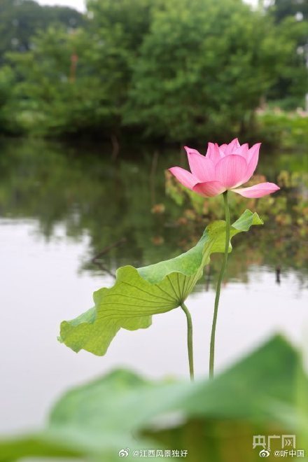 江西11万亩莲花竞相绽放