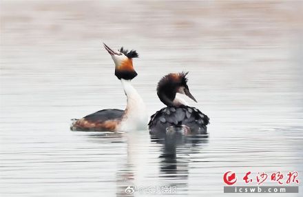 长沙观鸟胜地松雅湖 长沙观鸟胜地松雅湖