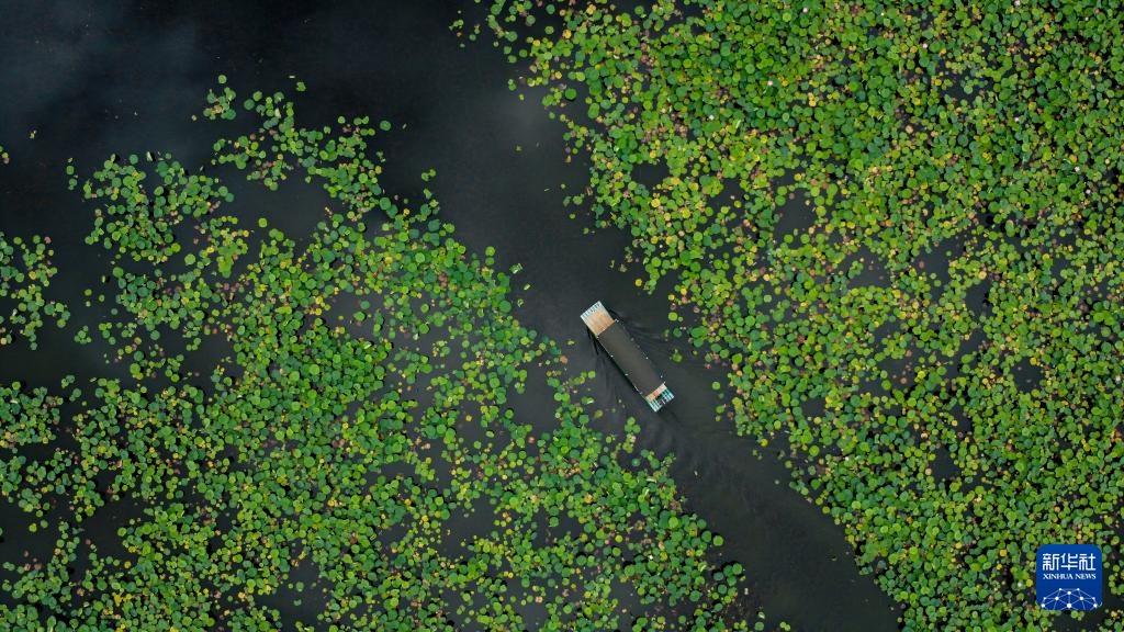 美丽中国丨云南普者黑：喀斯特风光引游人