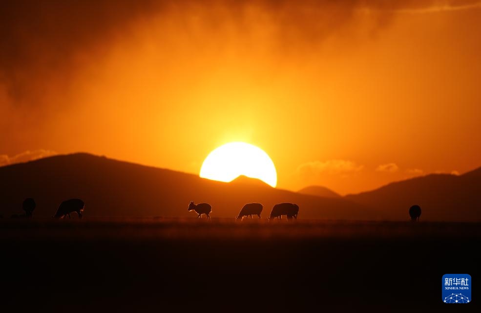 藏羚羊产仔季大幕开启