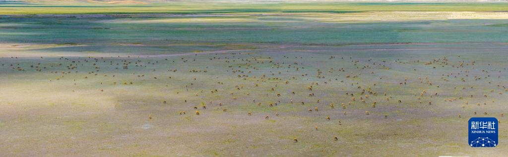 藏羚羊产仔季大幕开启