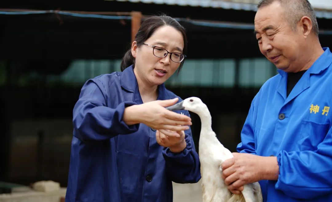 武汉名校女硕士毕业养鸭子！网红大牌抢着买——