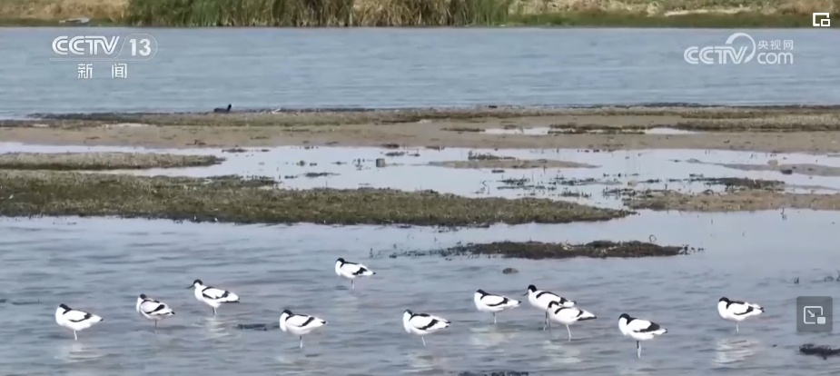 生态美让“老朋友”有了更多安乐窝 “极危”物种从“稀客”变“常客” 生态美让“老朋友”有了更多安乐窝 “极危”物种从“稀客”变“常客”