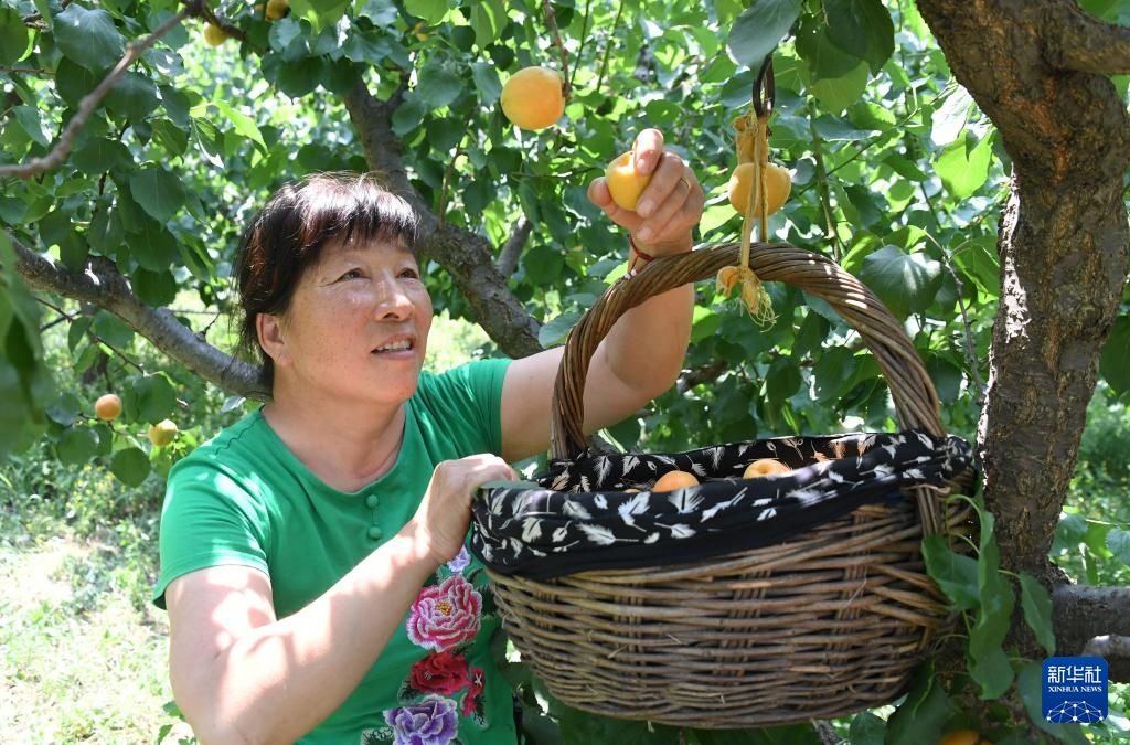 红杏丰收劳作忙