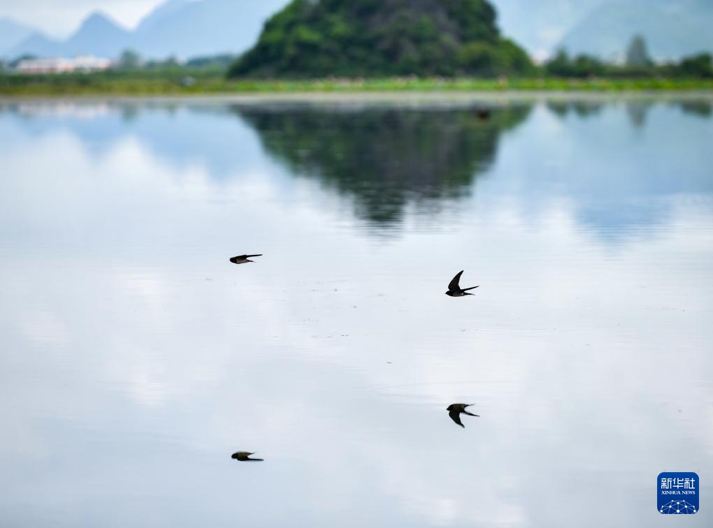 美丽中国丨云南普者黑：喀斯特风光引游人