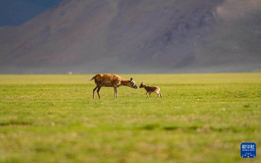 藏羚羊产仔季大幕开启