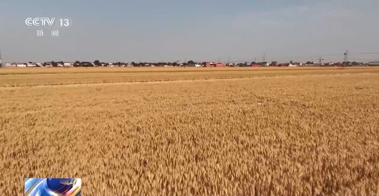 调配农机抢收 良种良法提效率！各地抢抓农时全力推进夏收夏种