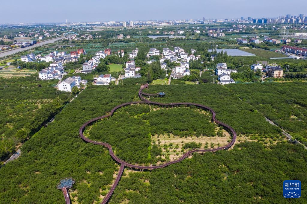 浙江桐乡：特色槜李迎丰收