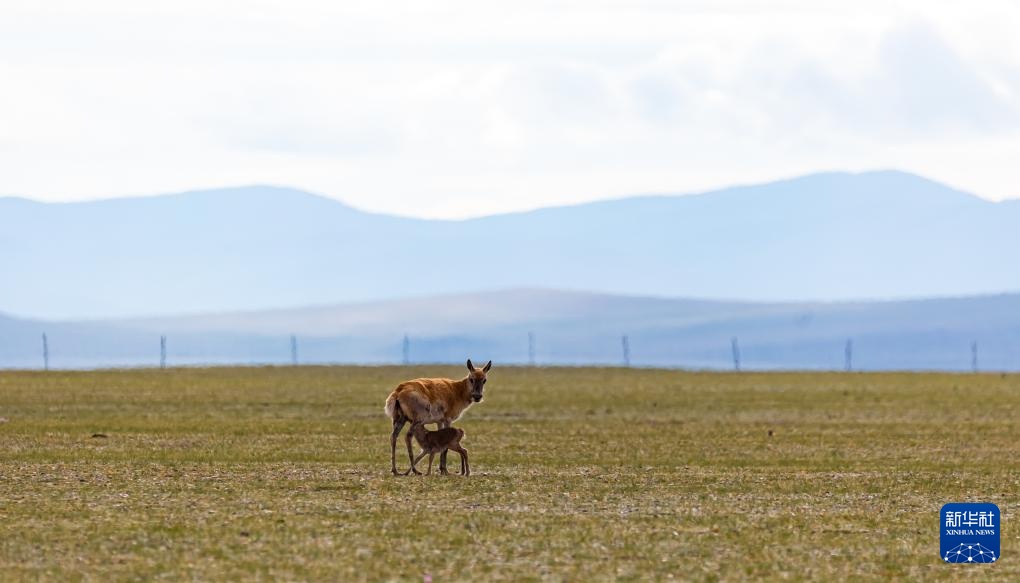 藏羚羊产仔季大幕开启
