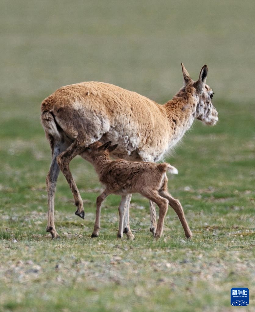 藏羚羊产仔季大幕开启