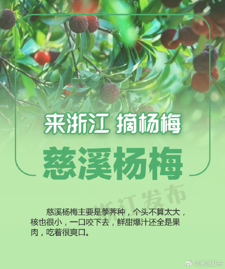 杨梅季，来浙江吃个够！