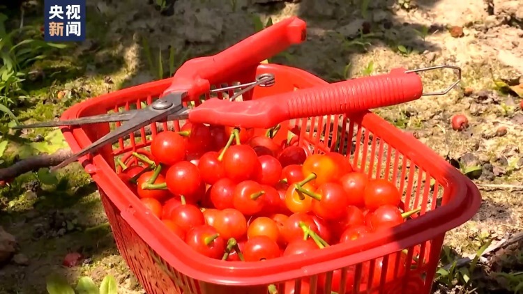 吃不过来了!这些时令水果陆续甜蜜上市 吃不过来了!这些时令水果陆续甜蜜上市