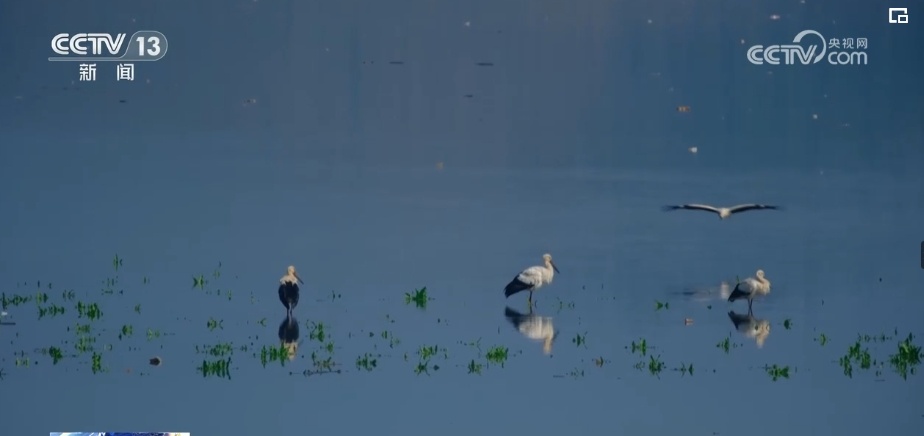 生态美让“老朋友”有了更多安乐窝 “极危”物种从“稀客”变“常客” 生态美让“老朋友”有了更多安乐窝 “极危”物种从“稀客”变“常客”