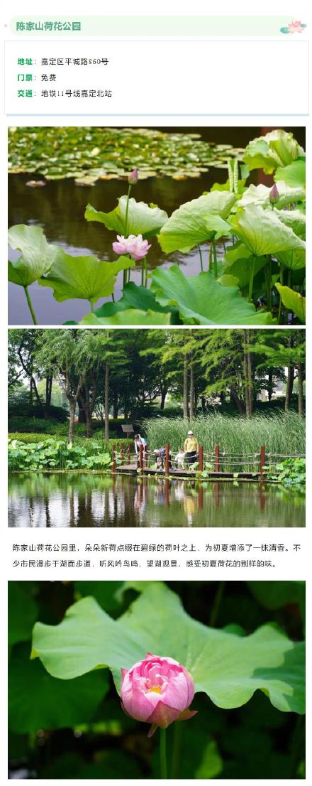 今夏上海第一波荷花开了！