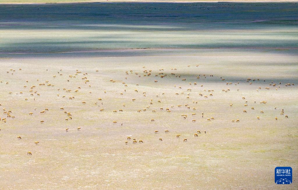 藏羚羊产仔季大幕开启