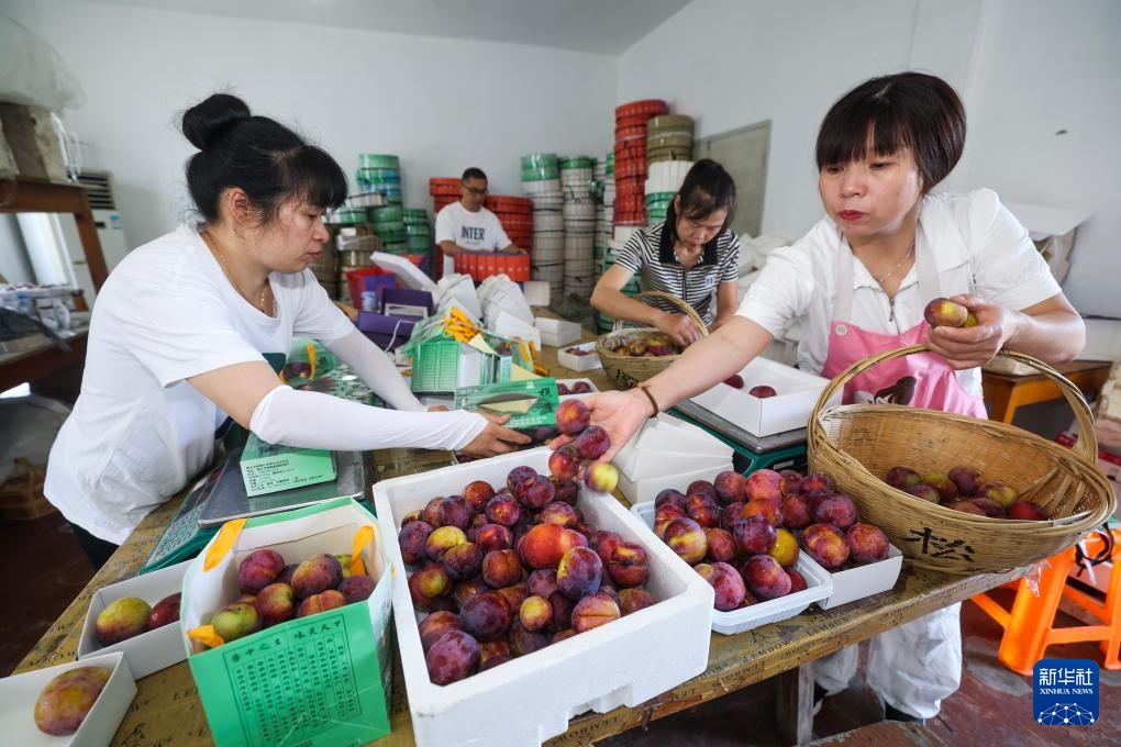 浙江桐乡：特色槜李迎丰收