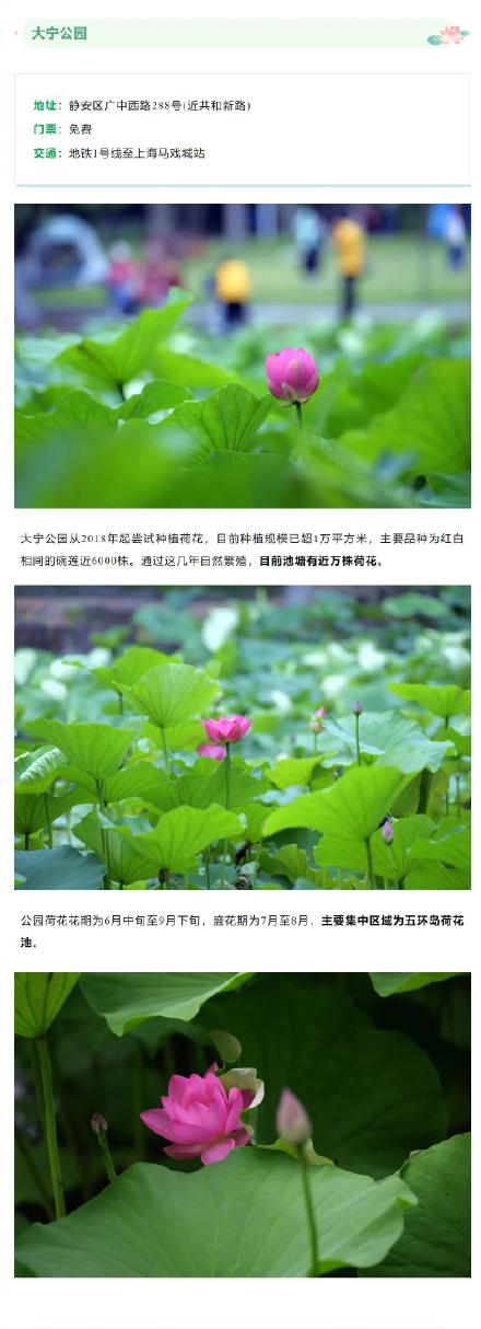 今夏上海第一波荷花开了！