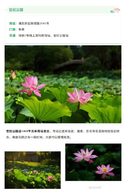 今夏上海第一波荷花开了！