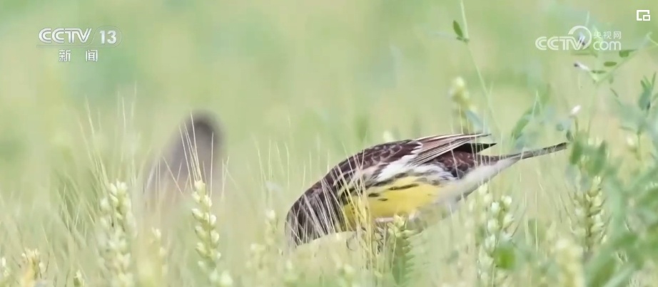 生态美让“老朋友”有了更多安乐窝 “极危”物种从“稀客”变“常客” 生态美让“老朋友”有了更多安乐窝 “极危”物种从“稀客”变“常客”