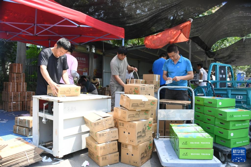 红杏丰收劳作忙