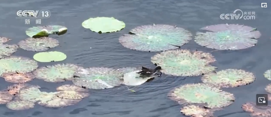 生态美让“老朋友”有了更多安乐窝 “极危”物种从“稀客”变“常客” 生态美让“老朋友”有了更多安乐窝 “极危”物种从“稀客”变“常客”