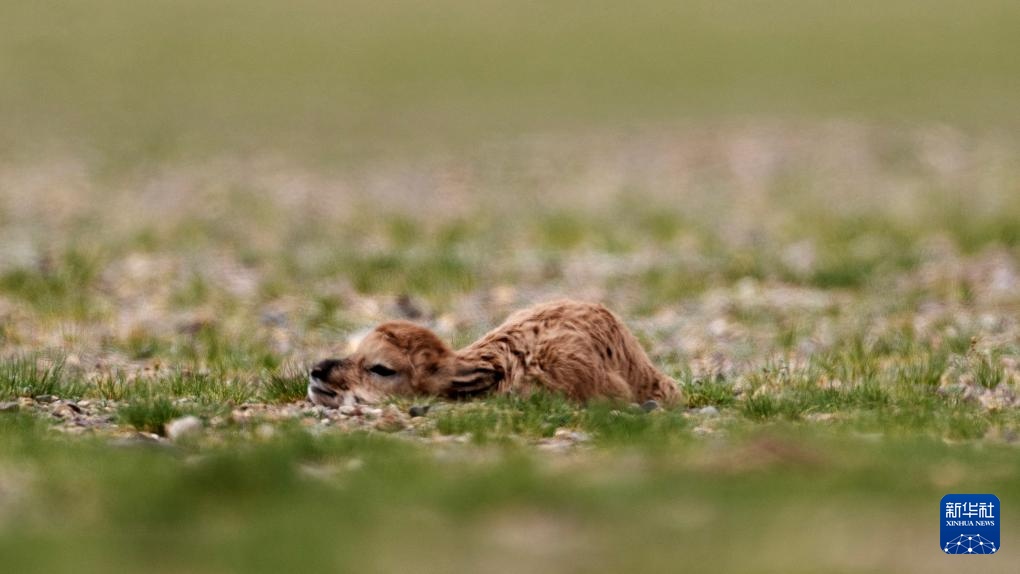 藏羚羊产仔季大幕开启