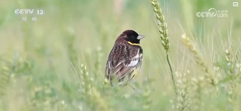 生态美让“老朋友”有了更多安乐窝 “极危”物种从“稀客”变“常客” 生态美让“老朋友”有了更多安乐窝 “极危”物种从“稀客”变“常客”