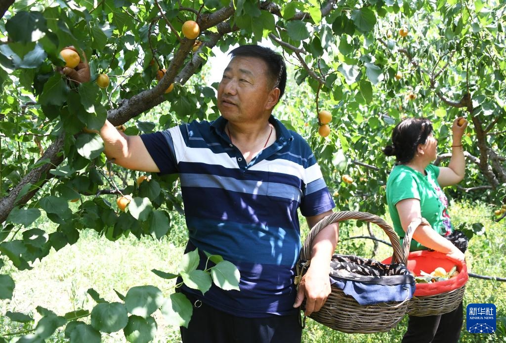 红杏丰收劳作忙