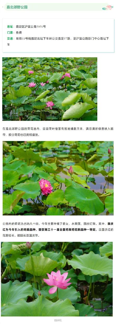 今夏上海第一波荷花开了！