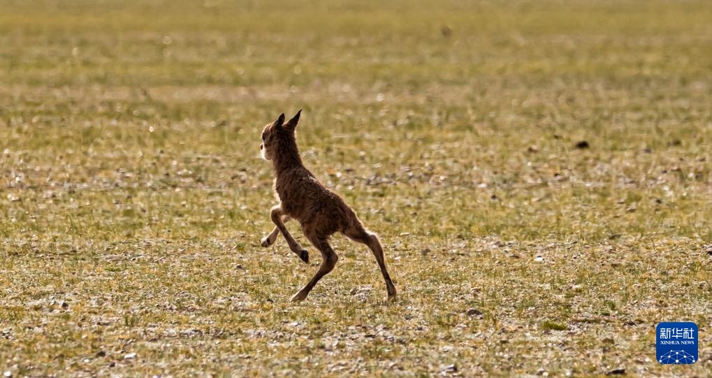 藏羚羊产仔季大幕开启