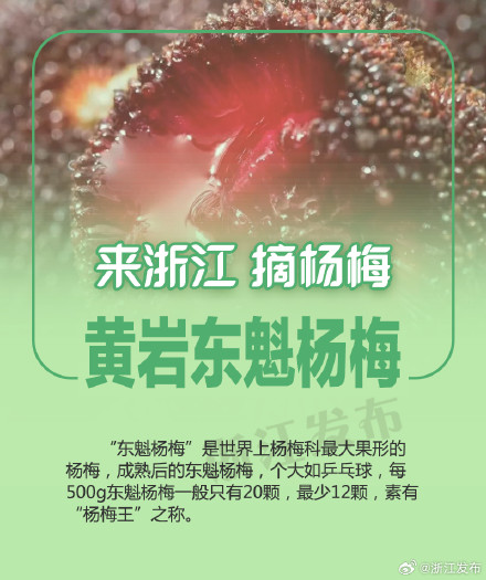 杨梅季，来浙江吃个够！