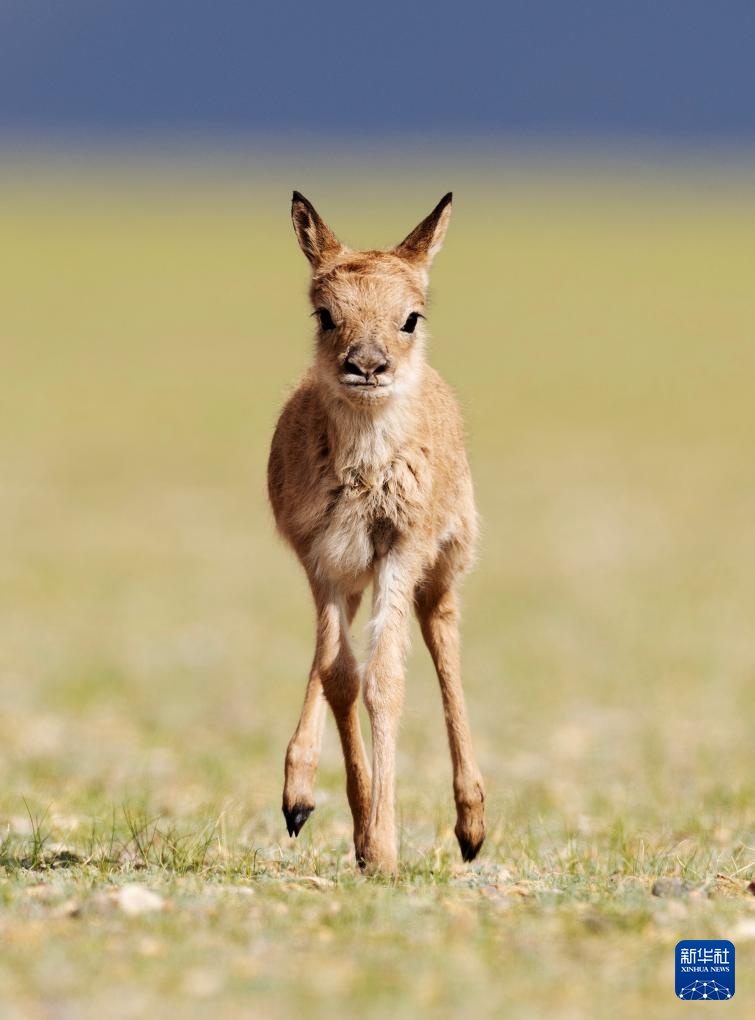 藏羚羊产仔季大幕开启