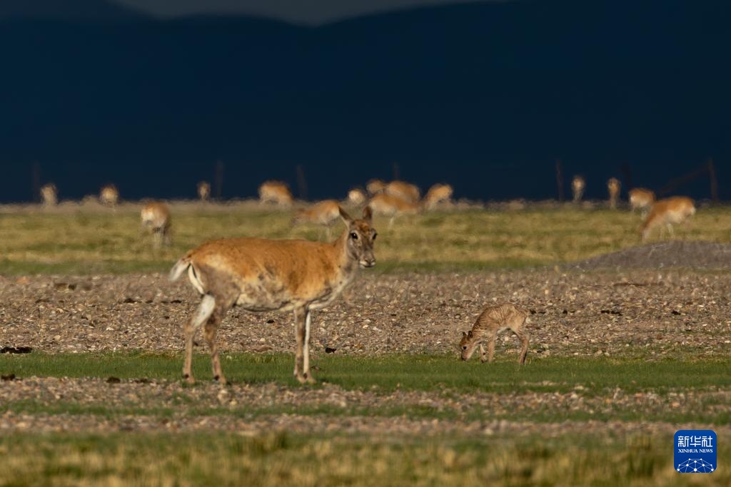 藏羚羊产仔季大幕开启