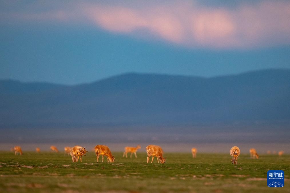 藏羚羊产仔季大幕开启