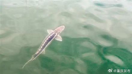 长江鲟首次现身长江支流 长江鲟首次现身长江支流
