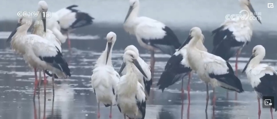 生态美让“老朋友”有了更多安乐窝 “极危”物种从“稀客”变“常客” 生态美让“老朋友”有了更多安乐窝 “极危”物种从“稀客”变“常客”