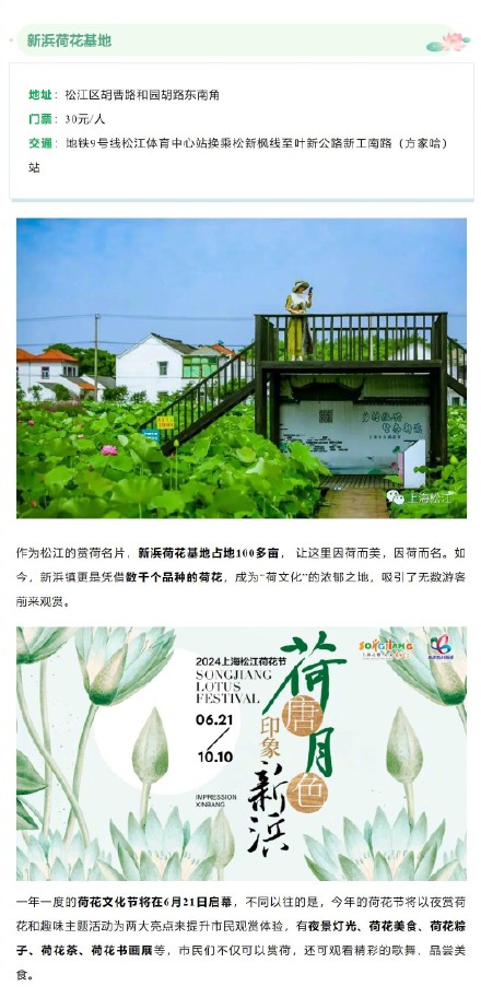 今夏上海第一波荷花开了！